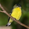 Lesser Goldfinch